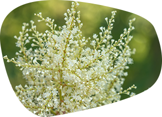 Polygonum cuspidatum