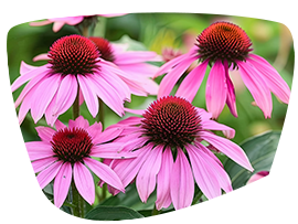 ehinacea