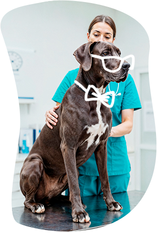 DrPetPaw kutya és macska vitaminok