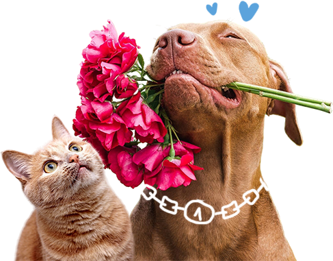 DrPetPaw kutya és macska vitaminok