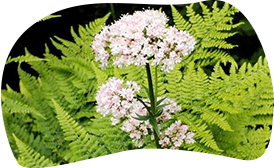 valeriana
